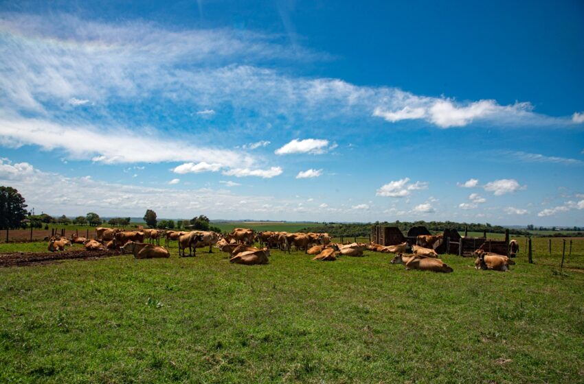  Pastoreio Rotatínuo aumenta produtividade em fazendas leiteiras