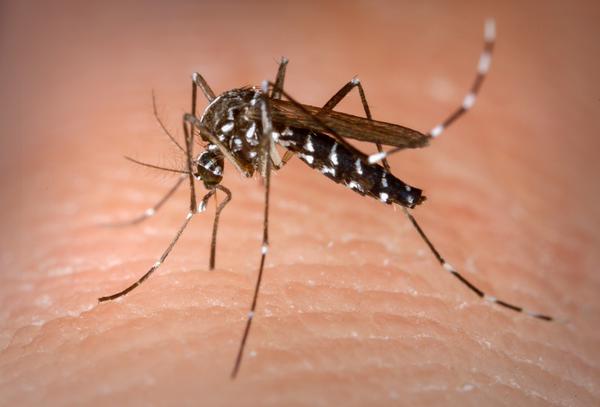  Brasil chega à marca de meio milhão de casos prováveis de dengue e 75 mortes confirmadas