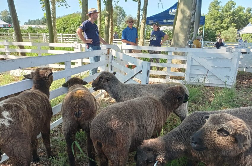  Expoagro Afubra 2024: Tecnologias e práticas para o manejo dos ovinos são destaques na parcela Pecuária Familiar