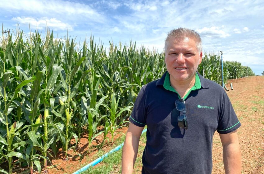 Noite de Campo de Milho da Cotrifred contará com mais de 10 estações
