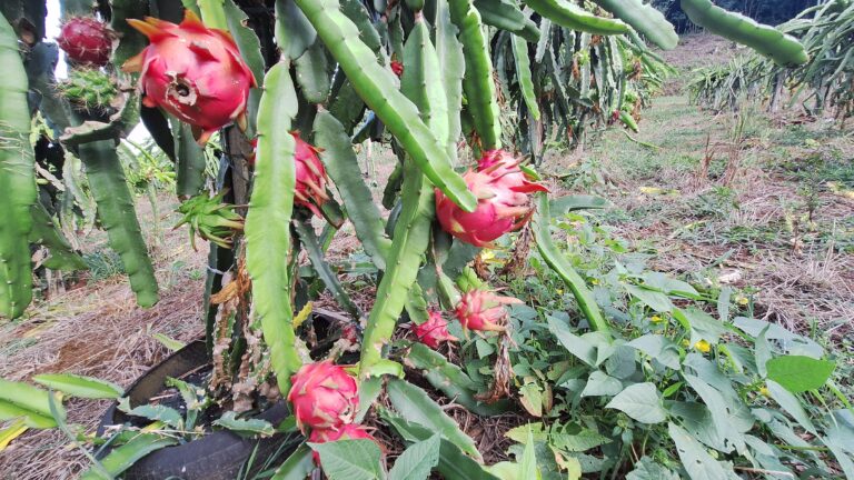 Erechim: Produtor diversifica propriedade com produção de pitaia