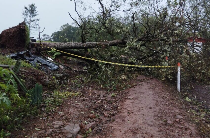 Temporal causa morte em Palmitos SC