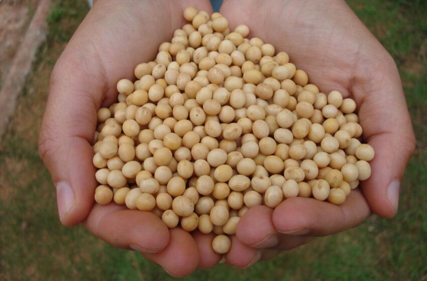 Conab prevê safra de 33,5 milhões de toneladas de grãos no Rio Grande do Sul
