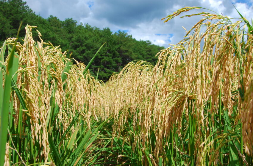  Conab realiza operações de apoio ao escoamento de arroz e trigo