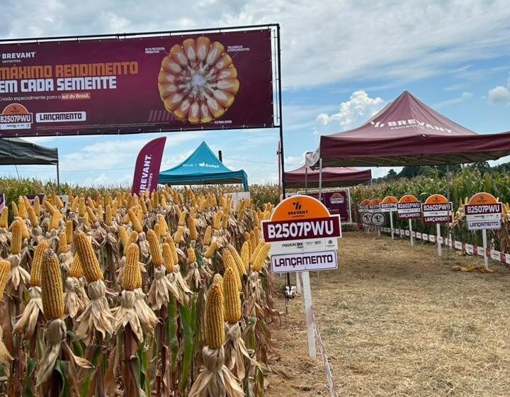  Cotrifred participa da Brevant Tech, dia de campo com foco em tecnologia e híbridos em Seberi