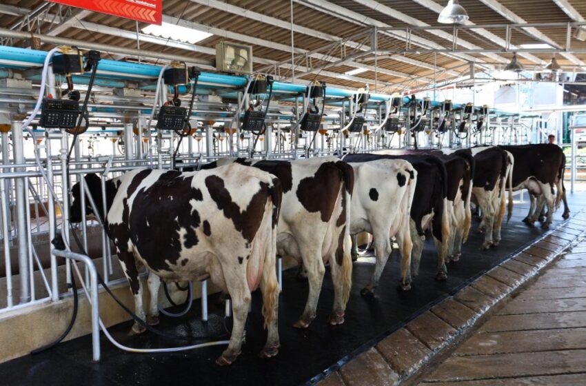  Conseleite indica leite projetado a R$ 2,0560 em janeiro de 2026 no RS