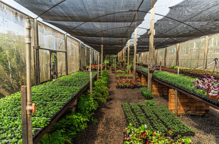  Horto Botânico de Chapecó produz 150 mil flores e mudas para embelezar a cidade