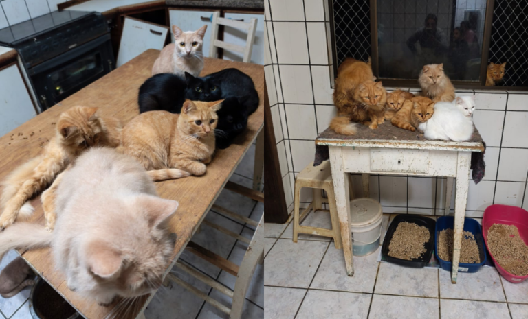 Após descumprimento de acordo, MPSC ajuíza ação contra tutora dos 400 gatos encontrados em um apartamento no Oeste de SC