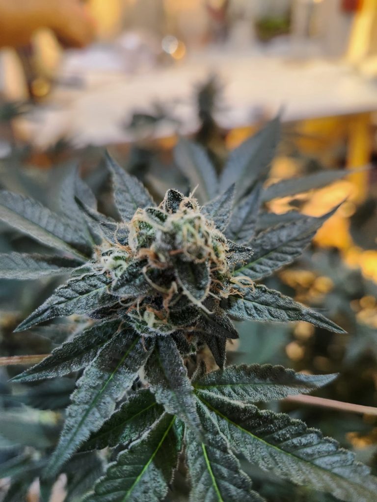 UFSM busca protagonismo em pesquisas com cannabis após novo marco regulatório da Anvisa