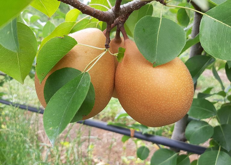 Embrapa apresenta nova cultivar de pera adaptada ao Sul do Brasil