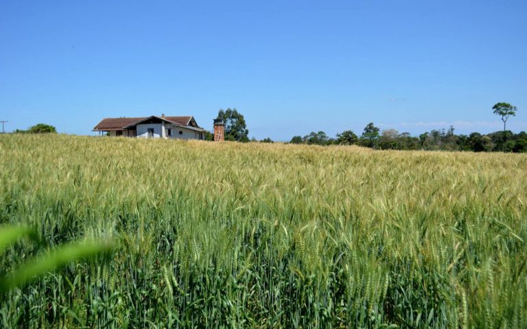 Mais de R$ 5 bilhões em produção agrícola colocam o Oeste de SC entre as forças do agro em 2025
